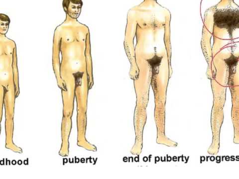 Changes to male during puberty Lower