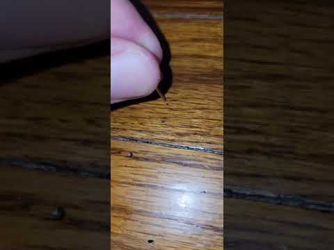 Drywood termite emergence holes