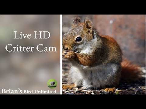 (New)🔴LIVE Critter Cam In HD! Brian's Birds Unlimited FeederWatch Cam in Ohio