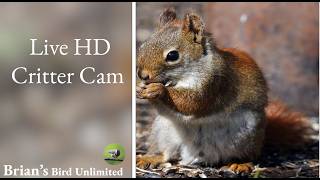 Ohio · (New) Critter In ! Brian's Birds Unlimited FeederWatch in Ohio live stream