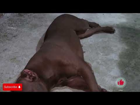 nuwan tuchara pitbull monster #lekthebestkennel