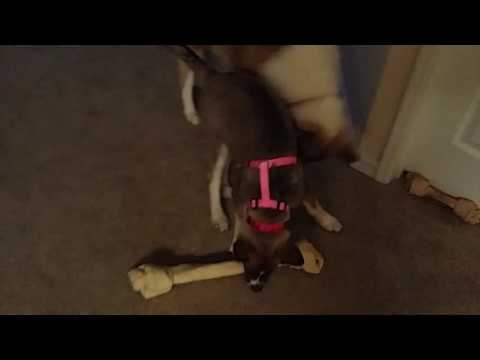 Leia Being a Selfish Brat (AKA Leia)