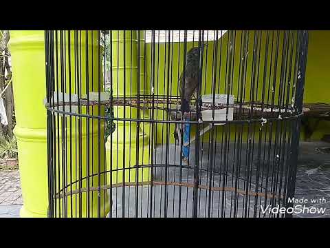 Ijoan Novyj Trend Smotret Onlajn Na Sajte Trendovi Ru