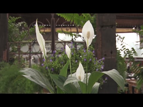 Sextou - Conheça plantas que podem ficar dentro de casa