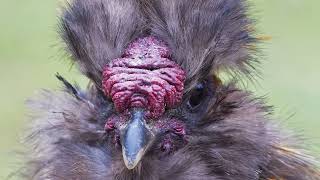 רוצים להכיר חיות מענינות שאתם לא מכירים?