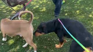 Video preview image #1 Rottweiler-Unknown Mix Puppy For Sale in Hillsboro, NH, USA