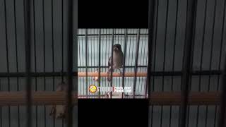 Download lagu murai air Pancingan mp3 Download lagu murai air Pancingan mp3