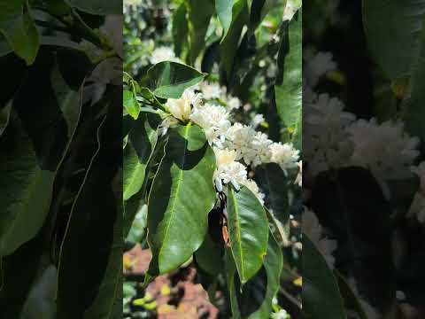 floraciones 2026 en Taminango Nariño Colombia