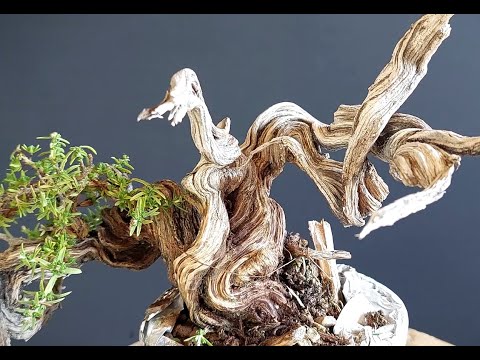 Bonsai Tree Thyme 15 Step 1