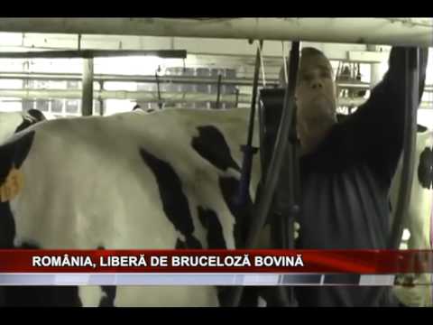 , title : 'Romania, libera de bruceloza bovina'