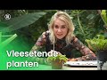 Vleesetende planten | Plantastisch