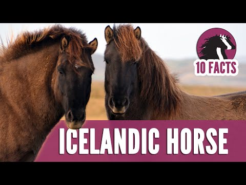 , title : '10 Fascinating Facts About Icelandic Horses'