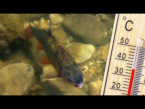 RYBY w NAJWIĘKSZY UPAŁ !!! WĘDKARSTWO SPINNINGOWE