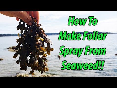 Seaweed Fertilizer 4 Easy Ways To Amend Your Garden With Seaweed