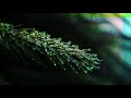 Moss