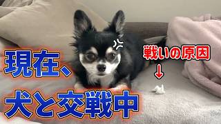 犬、飼い主と戦う。 #犬との暮らし #chihuahua #dog #チワワ #可愛い　#癒し