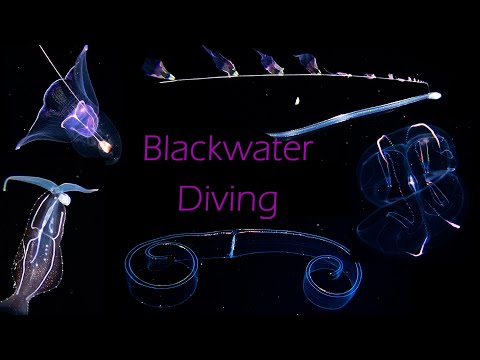 Blackwater Diving - Kona, Hawaii 2025 ~ Pelagic Creatures, Sharks and Dolphin Sounds While Hunting