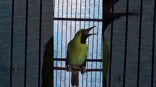 Download lagu CUCAK IJO GACOR materi Tengkek udang.!! #kicaumania #cucakijoemmositinggi #cucakijo #burung mp3