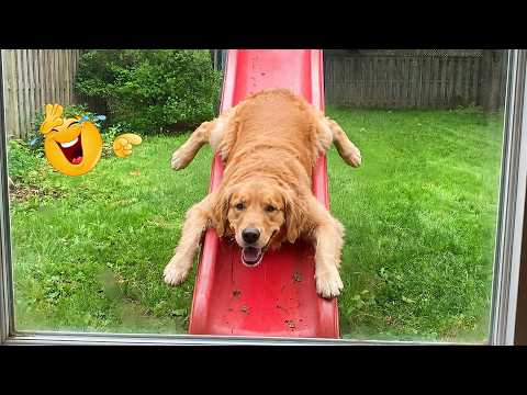 You Can’t Stop Laughing At These Dogs 🤣 FUNNIEST DOGS Video 2026