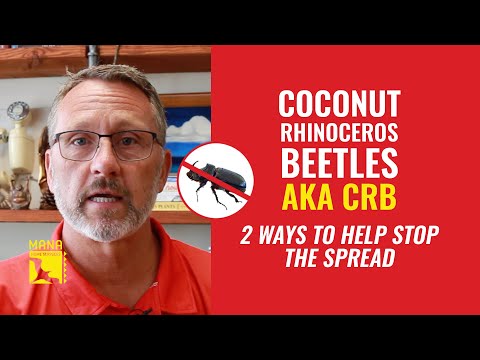 How To Get Rid Of Or Stop The Spread Of Coconut Rhinoceros Beetles | CRB Hawaii | Tree Services