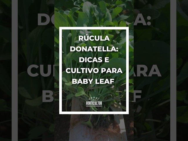 Rúcula Donatella: A Escolha Certa para Baby Leaf #BabyLeaf #Hidroponia