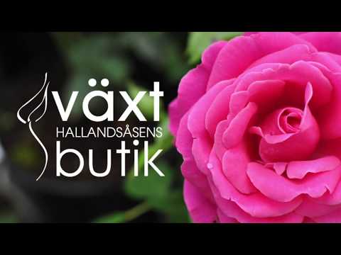 Växtdagboken - Del 5 - Beskära rosor