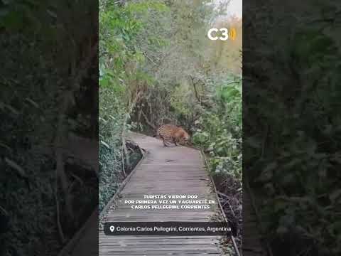 🐆 UN YAGUARETÉ NACIDO EN LIBERTAD SORPRENDIÓ A TURISTAS EN CORRIENTES
