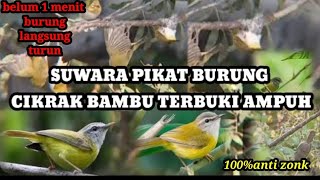 Download lagu Suara pikat burung cikrak bambu terbukti ampuh 100%anti zonk mp3