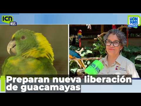 Guacamayas volverán a la naturaleza en Gracias, Lempira con proyecto de conservación