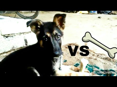 GSD Vs bone l fanny video