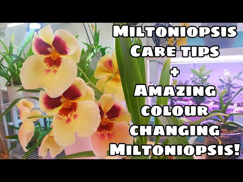 Miltoniopsis Care Tips for Warm Environments + Introducing a Colour Changing Miltoniopsis!