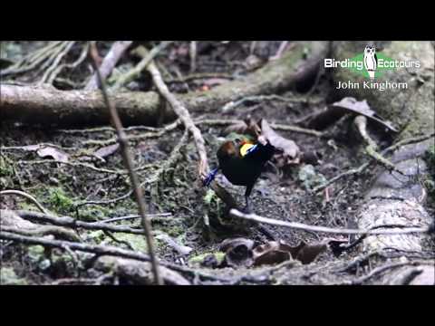 Wilson's Bird-of-paradise, Waigeo