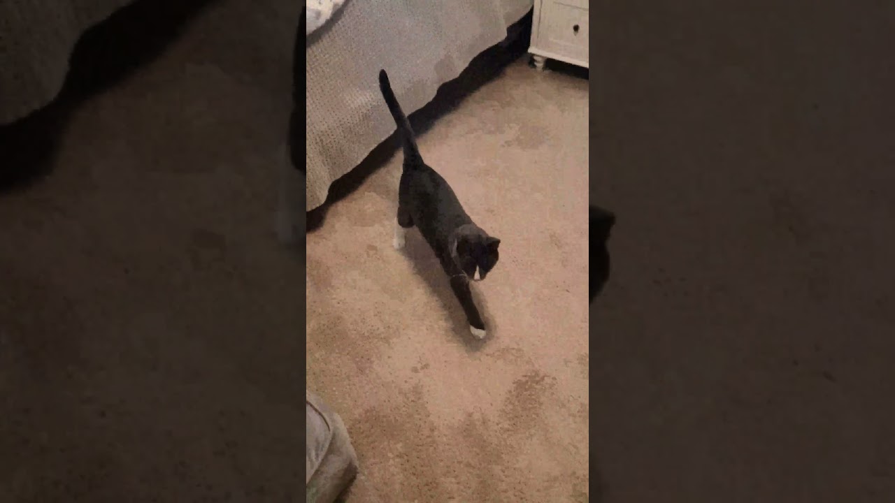 Enlarge Max, a Adoptable Domestic Short Hair in Austin, TX video 6/6