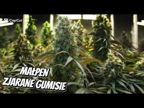 MAŁPEN - ZJARANE GUMISIE (PARODIA)