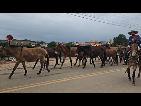 Extraordinária cavalaria e tropas de muares em São Sebastião do Rio Verde 