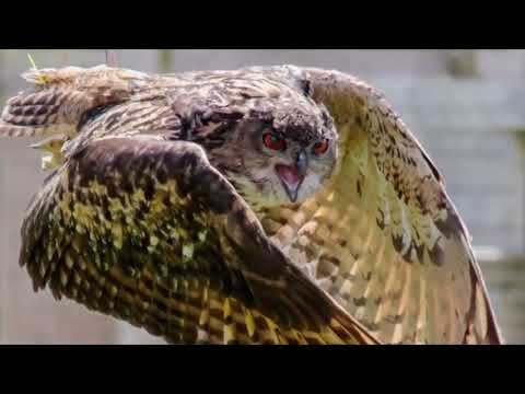 Opwekking 860 Toon mij uw glorie