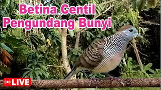 Download lagu Perkutut betina memanggil jantan pasti manjur buat masteran mp3
