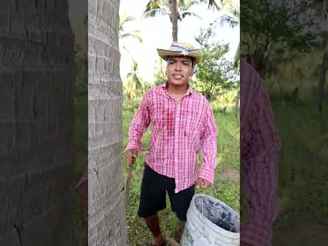 EL COCODRILO #shorts