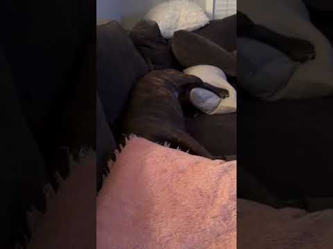 She don’t care that the Canucks made the playoffs for what feels like 50 years! She wants attention