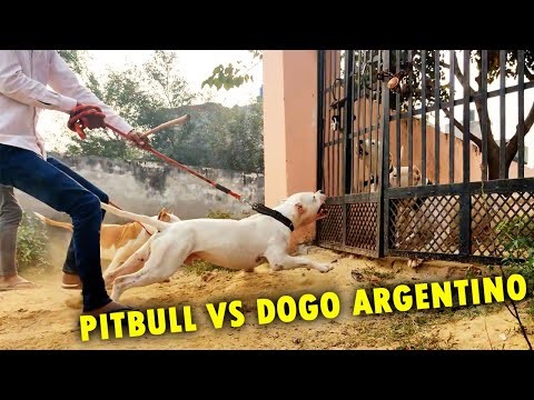 Dangerous Dog Breeds in The World Vlog 🔥