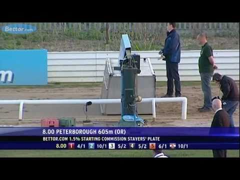BETTOR.com PETERBOROUGH Puppy Derby - Part 2 of 3