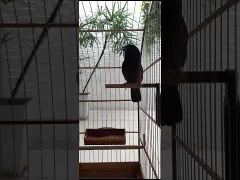 Curió canto praia CLÁSSICO com repetição - O FENÔMENO