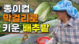 종이컵씌우고 막걸리줘서 키운 배추 어떻게 되었을까요 김장배추 김장무