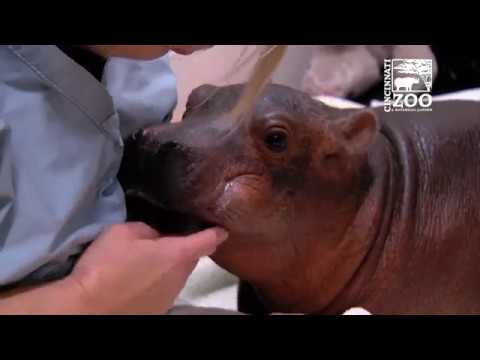 Premature Baby Hippo Fiona is Eating Better - Cincinnati Zoo