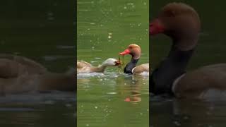Download lagu Innal habibal mustofa | Romantic duck #shorts mp3 Download lagu Innal habibal mustofa | Romantic duck #shorts mp3
