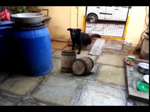 Bomb blast in front of dog ramnagar