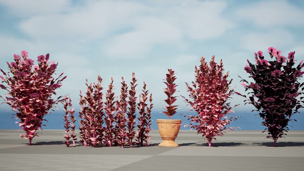 Dream Dazzler Shrub 3D Model