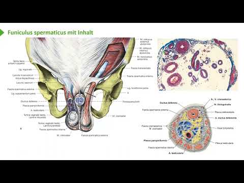 Anatomie I Bewegungssystem: Genitalorgane - Testis (Hoden): Aufbau & Klinik I Prof. Dr. med. Wirth