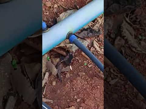 são Felipe do oeste Rondônia