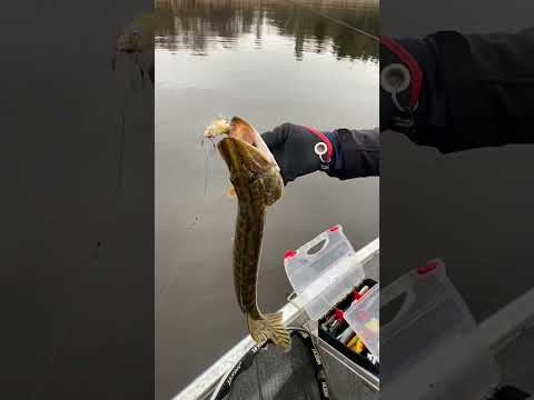 Szczupak na szczura! #fishing #adventure #youtube #pikefishing